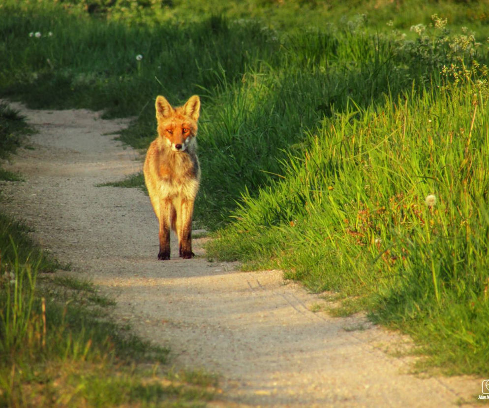 Miłe spotkanie z naturą