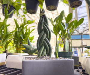 Sansewieria cylindryczna