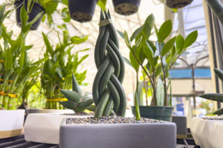 Sansewieria cylindryczna