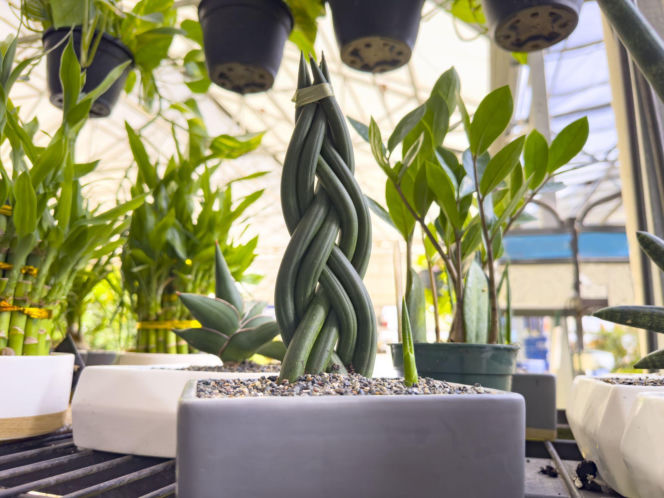 Sansewieria cylindryczna