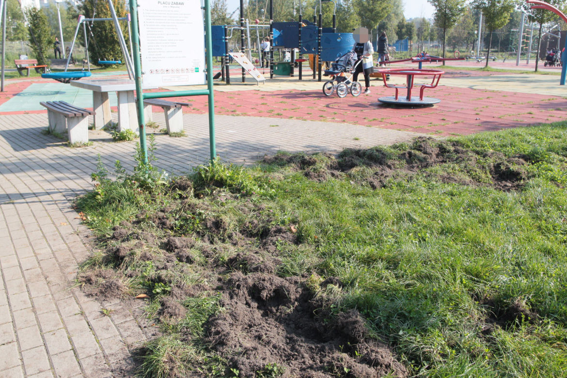 Dzikie harce dzików na Białołęce. Zwierzęta zdemolowały park!