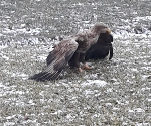 Akcja służb pod Piotrkowem Trybunalskim. Uratowano potężnego orła!