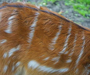 We wrocławskim zoo urodziły się 4 sitatungi