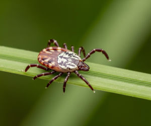 Kleszcz Hyalomma w Polsce. Jak odróżnić go od pospolitego i gdzie go znaleziono?