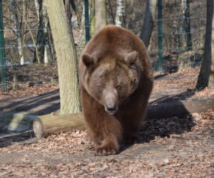  Spał ponad dwa miesiące! Obudziło go głośne burczenie w brzuchu!