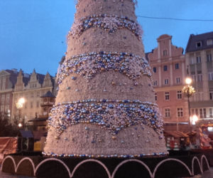 Choinka na wrocławskim rynku