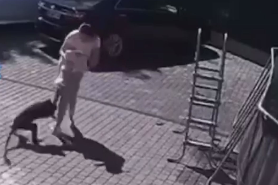  Małpa uciekła z zoo i pogryzła dziecko! 2-latka walczy o życie