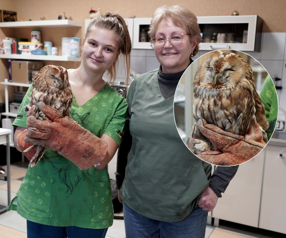 Dramat puszczyka na Podlasiu. Sowa była o krok od śmierci