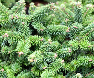 Jodła balsamiczna