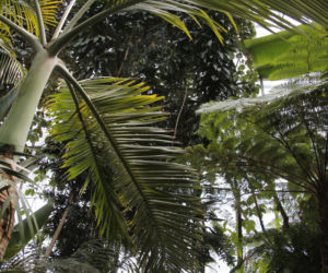 Palmiarnia
