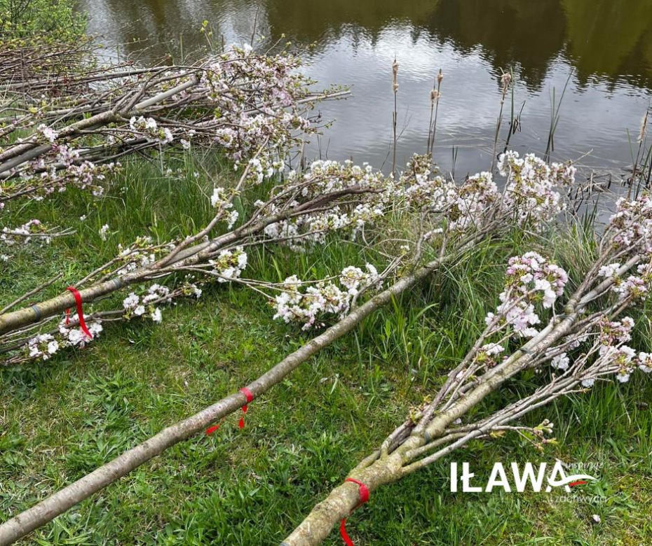 Dzień Ziemi w Iławie: Zielono w przedszkolu, zielono przy iławskich chodnikach i ulicach