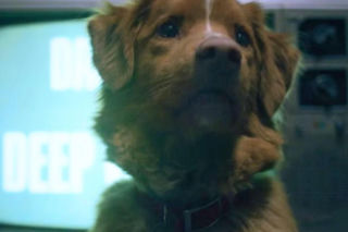 Pies z filmu “Good Boy” zapisze się w historii kina! To pierwsze zwierzę, nominowane do prestiżowej nagrody