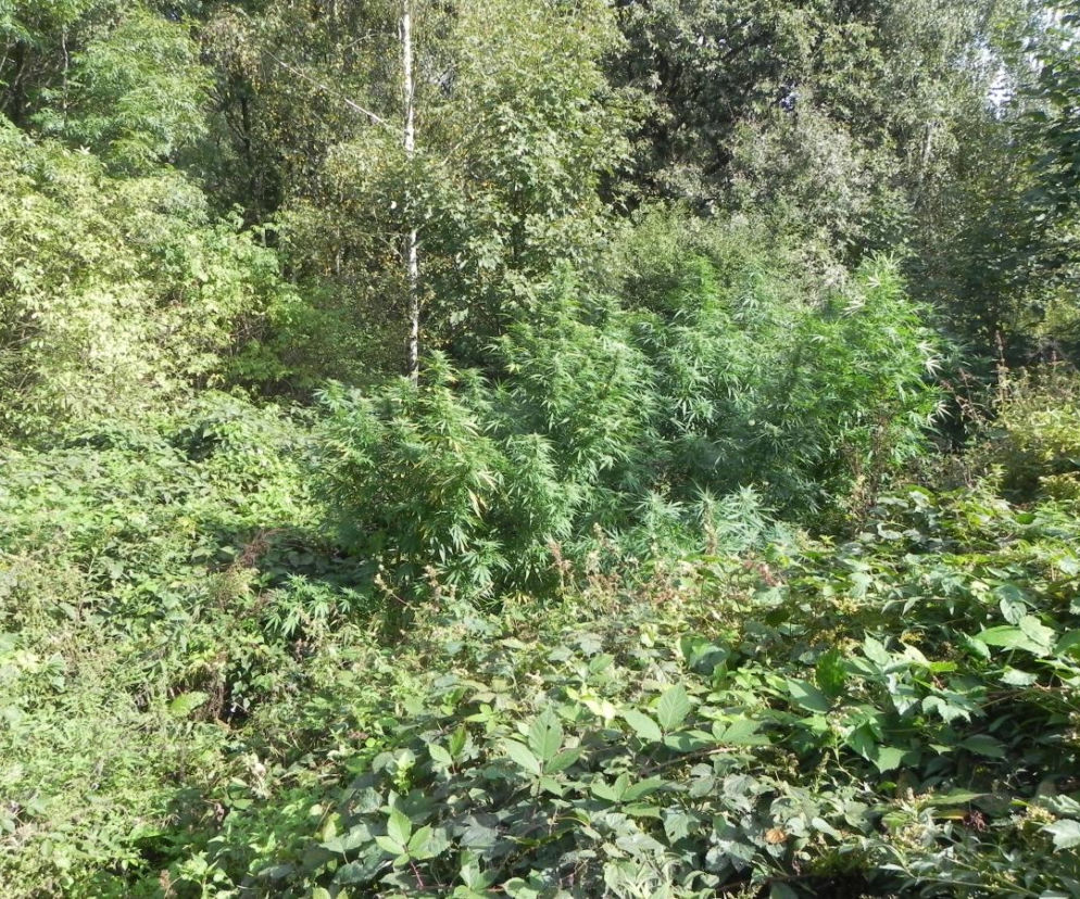 Marihuana Tarnów