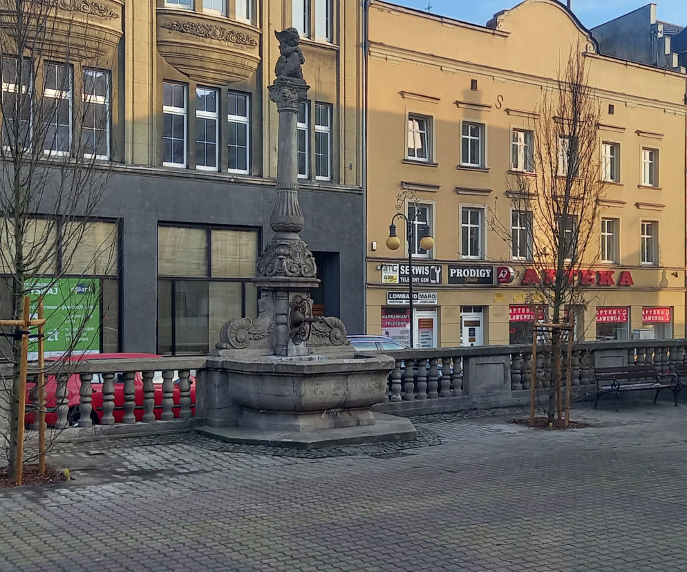 drzewa w Grudziądzu