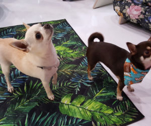 Targi PET EXPO 2019 w Bydgoszczy 