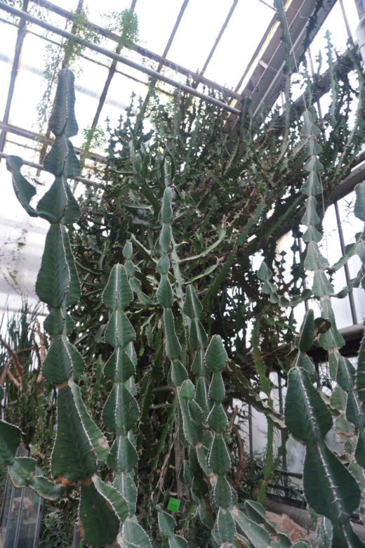 Palmiarnia w Poznaniu