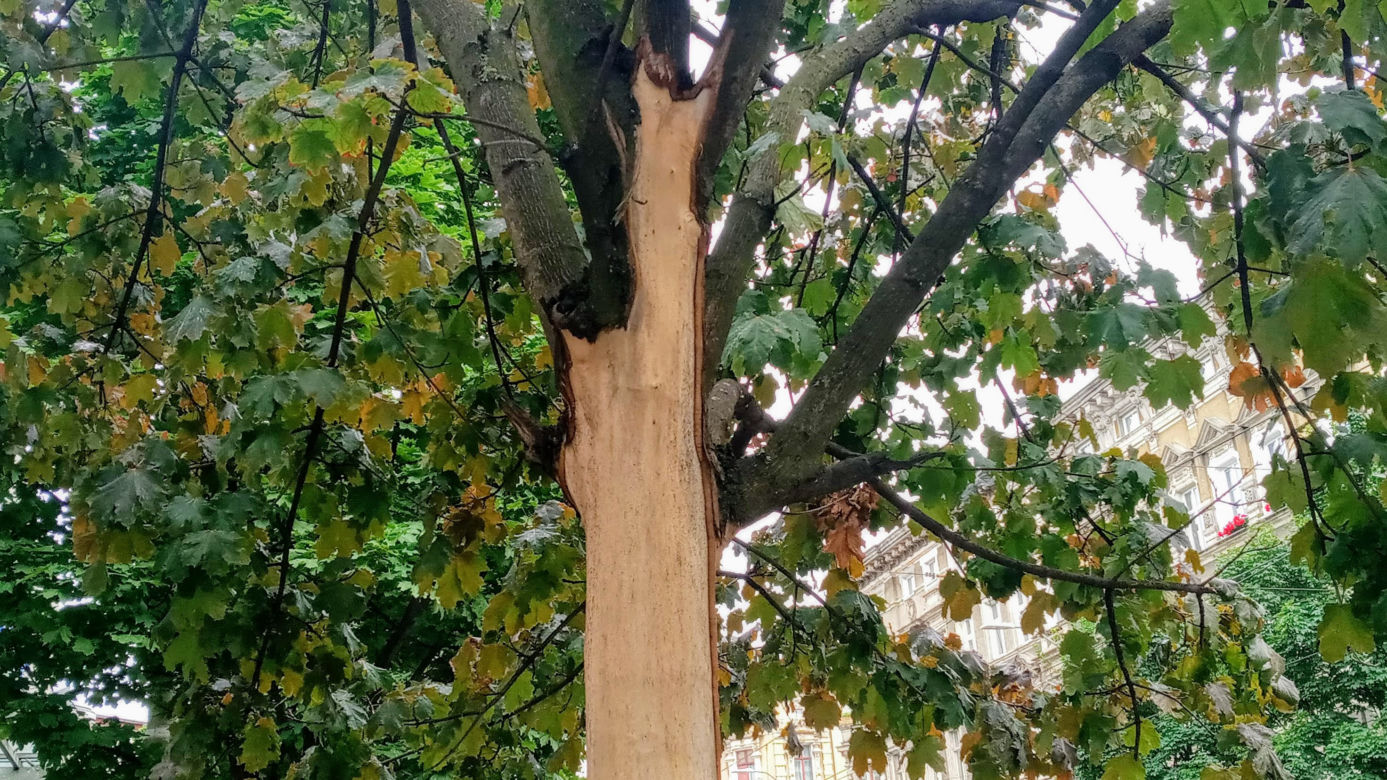 Ktoś celowo okalecza drzewa w centrum Szczecina