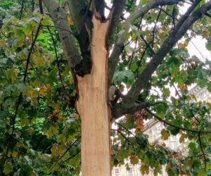 Ktoś celowo okalecza drzewa w centrum Szczecina