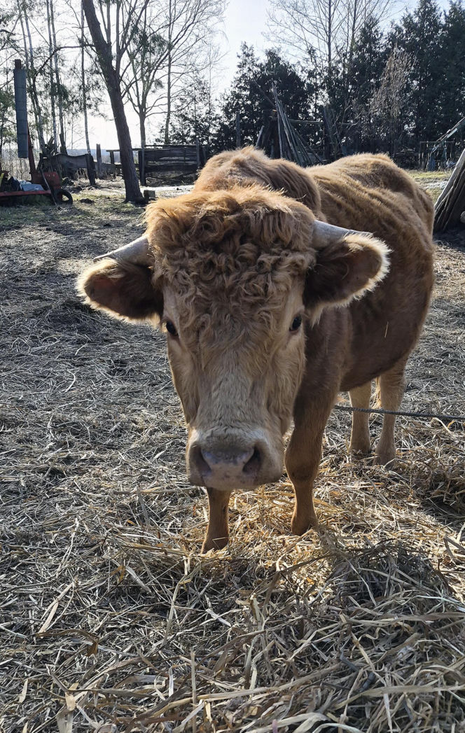 Rolnik z Podlasia bronił swojego bydła. "Gdyby nie brat, to by mnie tam zatłukli"