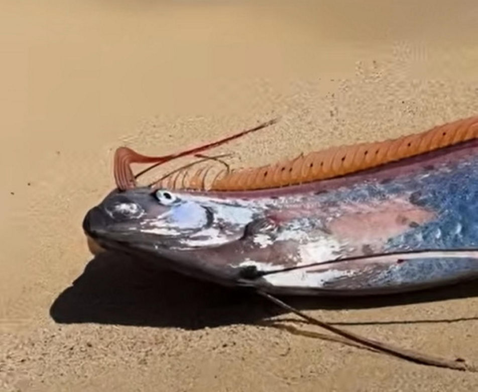 Gigantyczny wąż morski pojawił się na plaży w Cabo