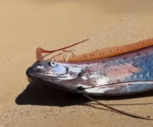 Gigantyczny wąż morski pojawił się na plaży w Cabo