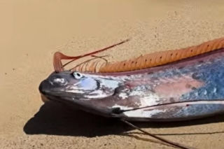 Gigantyczny wąż morski pojawił się na plaży w Cabo