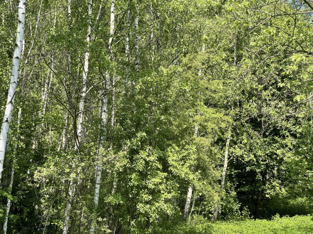 Najdłuższy park w Polsce jest w Krakowie. Ledwo widać go na mapach, a jest pełen atrakcji