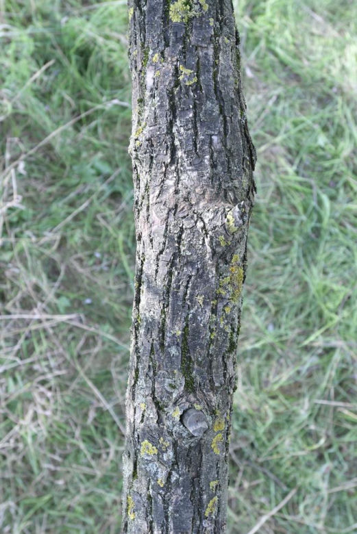 Zuzia z koleżanką powiesiły się na wierzbie. Jakie tajemnice śmierci dziewczynek zdradziła sekcja? 