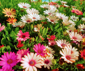 Osteospermum