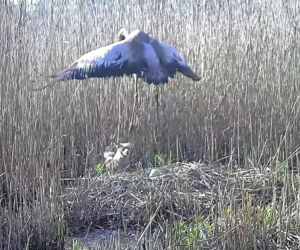 Zjadł dzieci na oczach rodziców