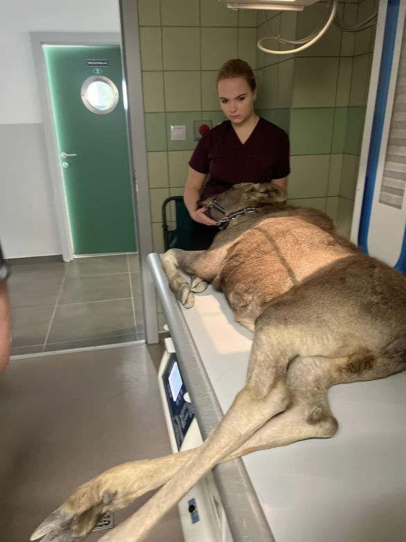  Łoś Iga złamała nogę musi przejść operację