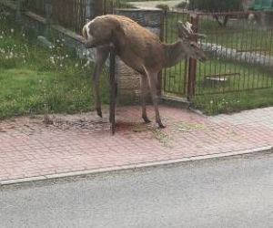 Piękny jeleń NABIŁ się na ogrodzenie. STRASZNY los zwierzęcia