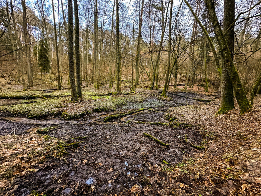 Rzeka Łyna