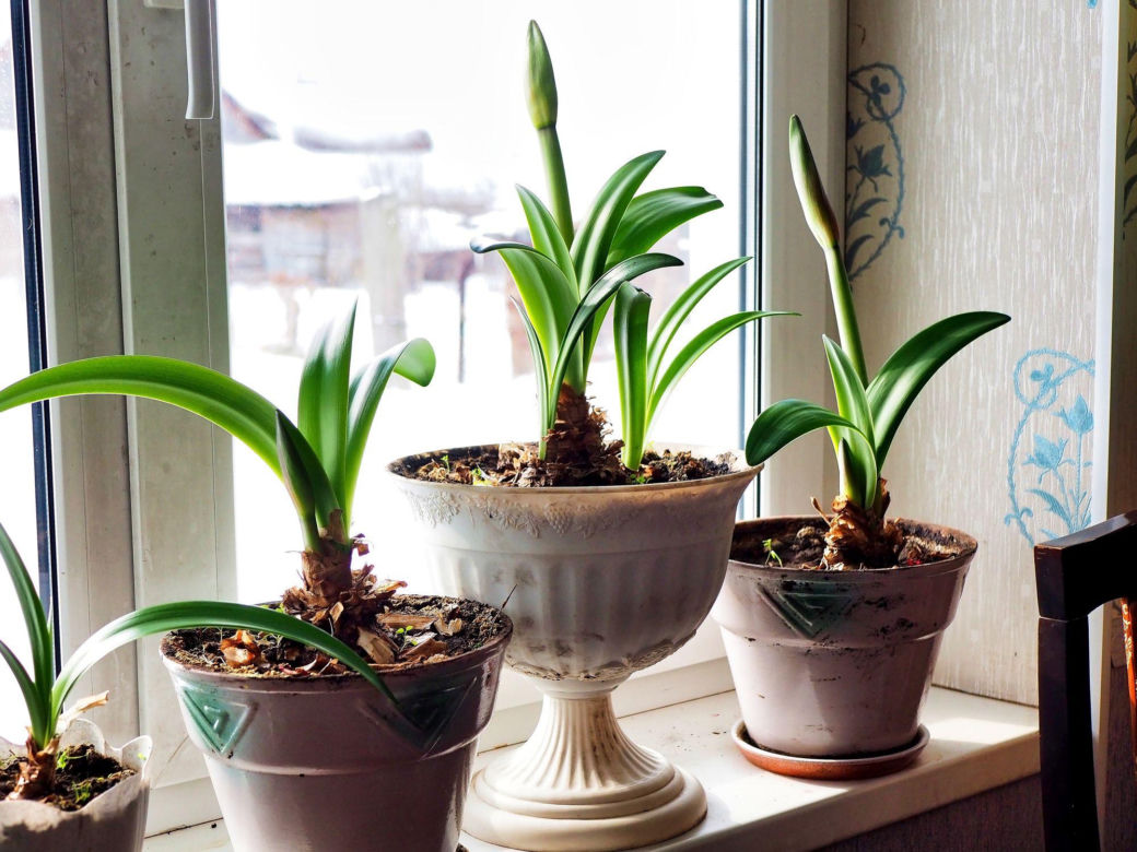 Hippeastrum