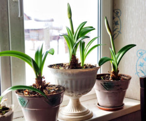 Hippeastrum