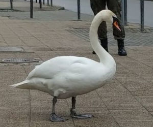 Łabędź na spacerze bez maseczki
