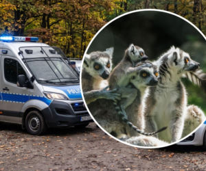 Policja i prokuratura weszły na teren ZOO Łączna! 4 osoby zatrzymane
