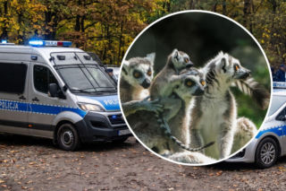 Policja i prokuratura weszły na teren ZOO Łączna! 4 osoby zatrzymane