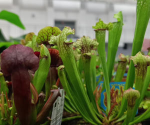 Festiwal Roślin w Enea Arenie