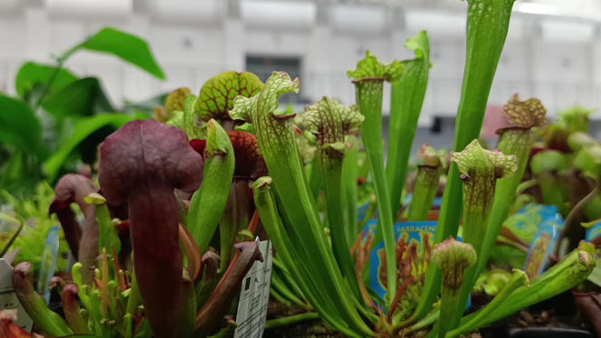 Festiwal Roślin w Enea Arenie