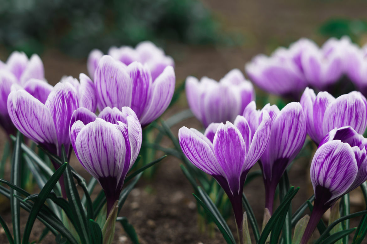 Krokus