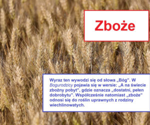 Język żyje — zmienia go historia, migracje, zapożyczenia z innych języków, a nawet technologia