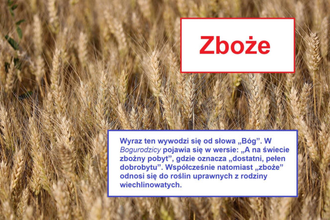 Język żyje — zmienia go historia, migracje, zapożyczenia z innych języków, a nawet technologia