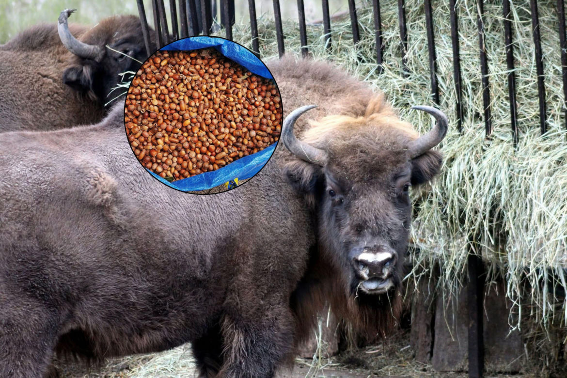 Podaruj orzechy i żołędzie mieszkańcom Warszawskiego ZOO. Jesienna akcja trwa