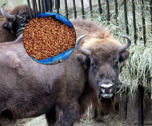 Podaruj orzechy i żołędzie mieszkańcom Warszawskiego ZOO. Jesienna akcja trwa