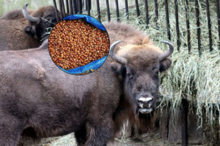Podczas spacerów zbierasz żołędzie? Przynieś je do Warszawskiego ZOO! Żubry, żyrafy i małpy czekają! 