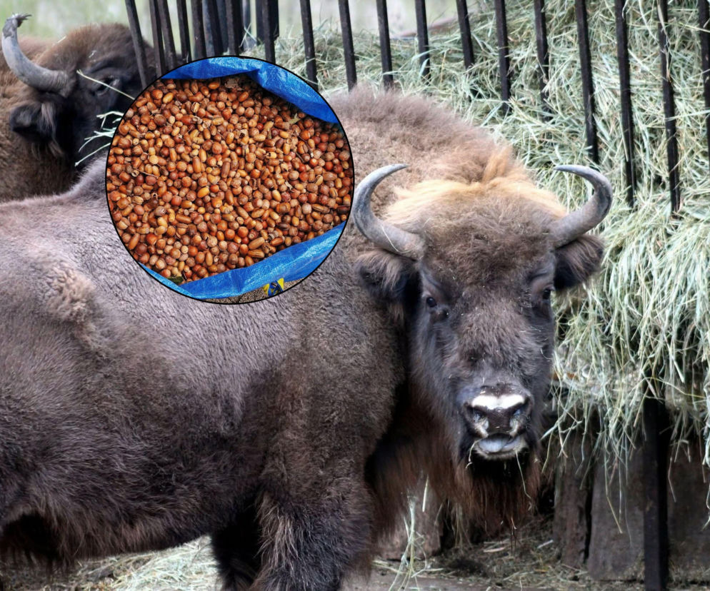 Podaruj orzechy i żołędzie mieszkańcom Warszawskiego ZOO. Jesienna akcja trwa