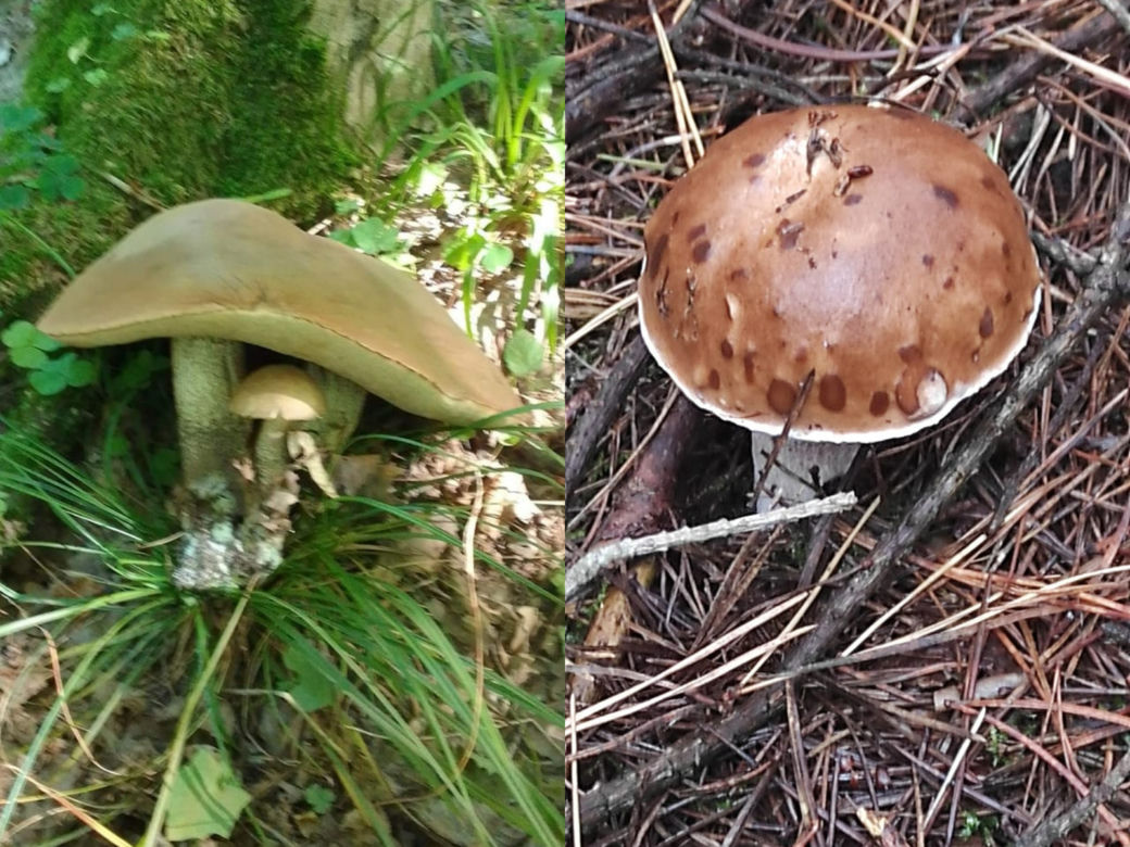 Są już grzyby w woj. lubelskim! Mieszkańcy chwalą się zbiorami