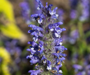 Kocimiętka żyłkowana - jak wygląda i jak ją uprawiać w ogrodzie?