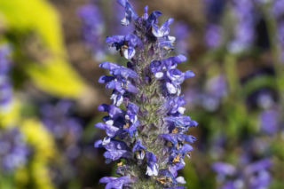 Kocimiętka żyłkowana - jak wygląda i jak ją uprawiać w ogrodzie? Radzi ekspert